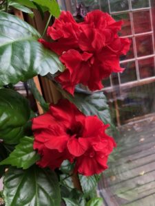 Hibiskus från Madeira för länge sedan, som en liten stickling