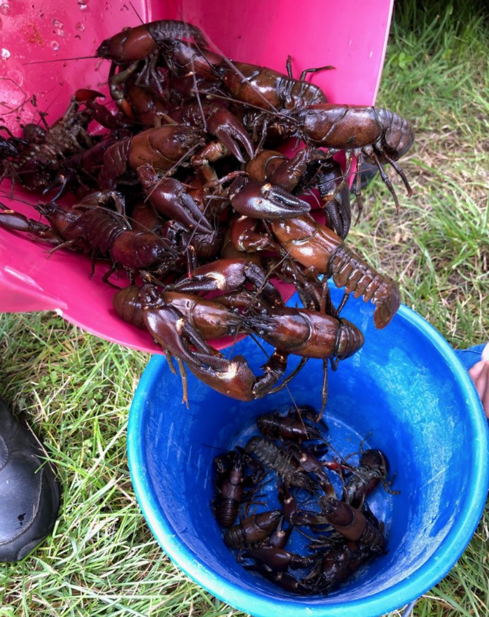 Kräftfiske...tillsammans med släkt och vänner.